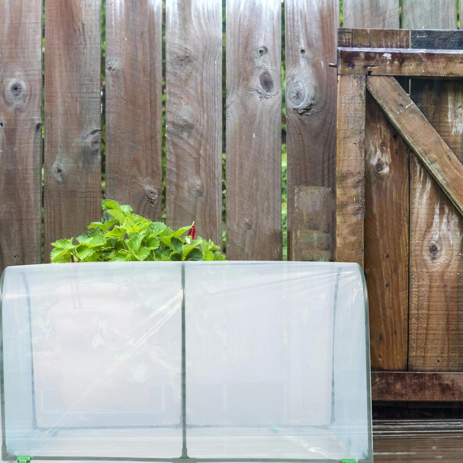 jojofuny Plant Greenhouse Cover for Winter Home Gardening, 50cm X 100cm Insulated Greenhouse Shelter, Outdoor Vegetable and Flower Grow Tent for Balcony and Patio