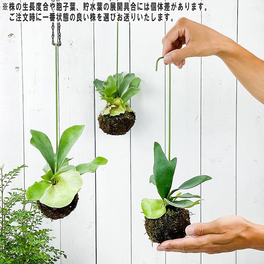 大型サイズ約15株！ビカクシダ ビフルカツム 苔玉① 大型サイズ約15株！ビカクシダ ビフルカツム 苔玉①