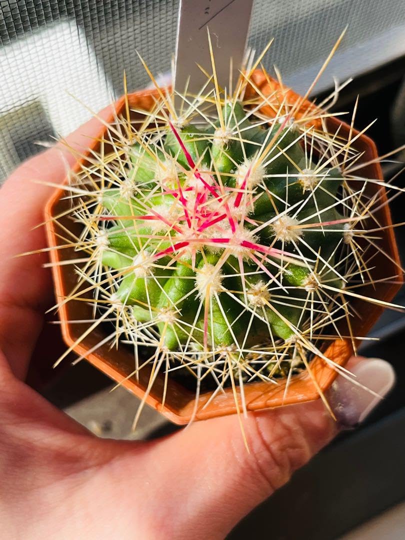 サボテン　フェロカクタス　ポトシー フェロカクタス属ポトシー珍しい人気のキレイなピンク色棘のサボテン
