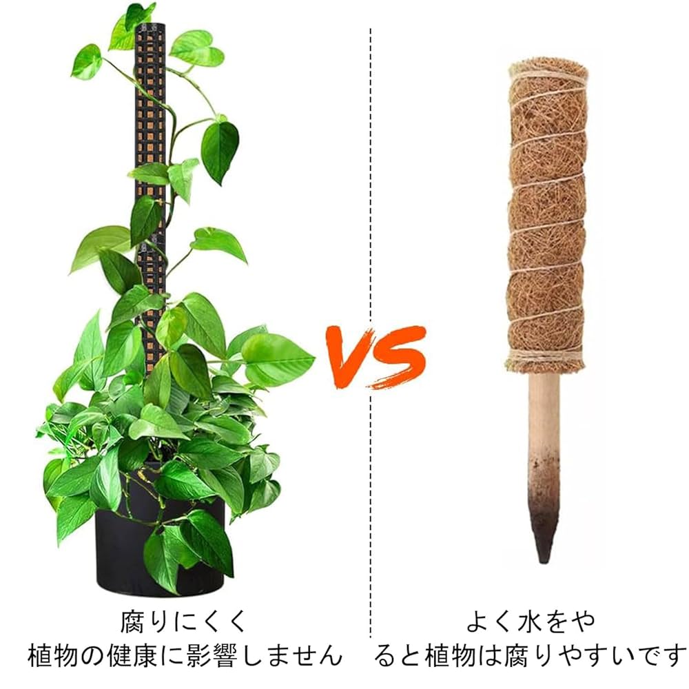 モンステラ・ポトス k モンステラ！？ポトス！？ | ハワイアンガーデンを目指して