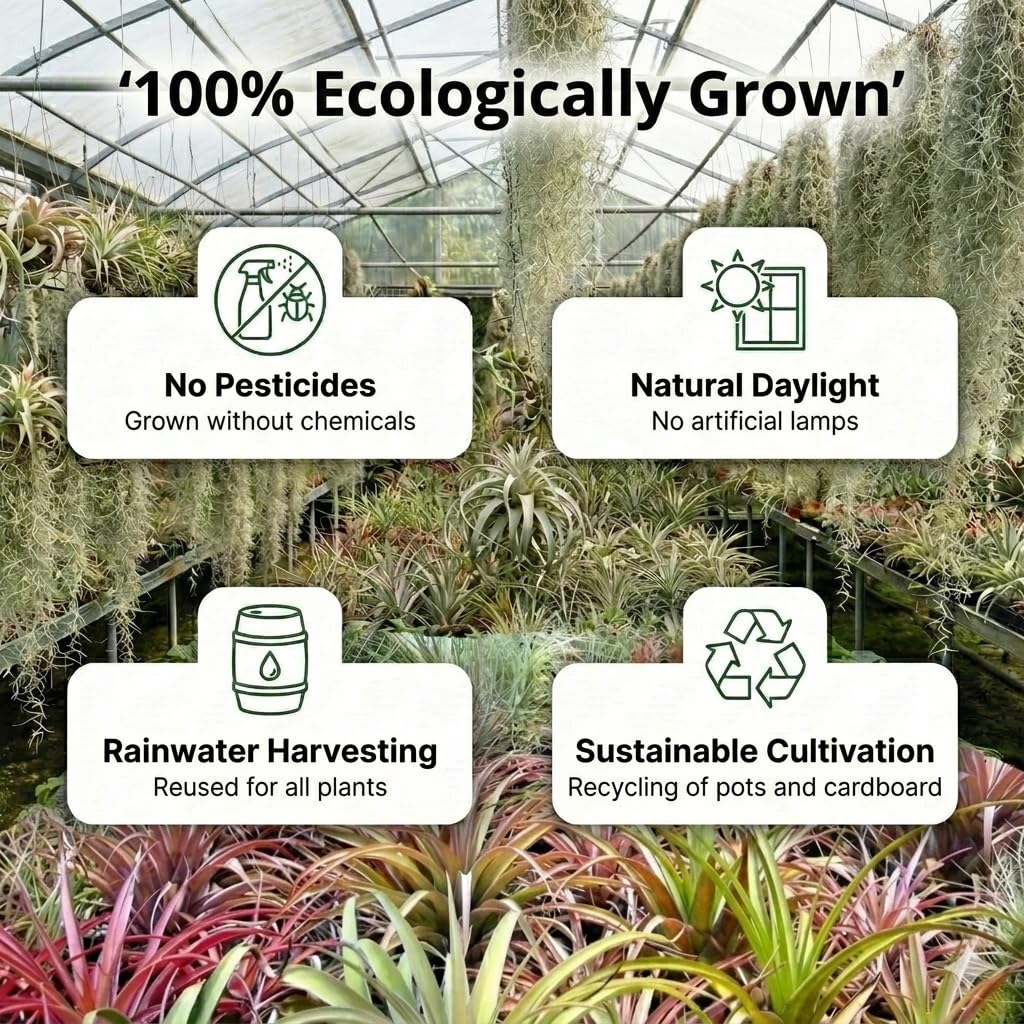 vdvelde․com - Tillandsja żywa 13 sztuk i 3 pęczki oplątwy usneoides | Kompletny zestaw dekoracyjny bez ziemi do terrarium i urban jungle, 2 spryskiwacze po 125 ml