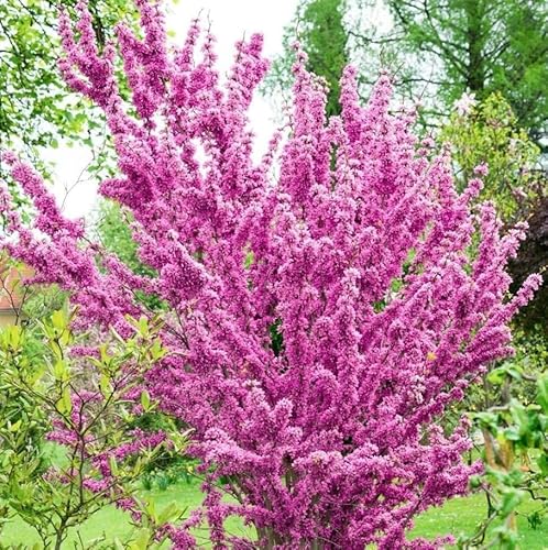 Cercis Reniformis Oklahoma Redbud Tree Live Plant Ornamental Red Bud T