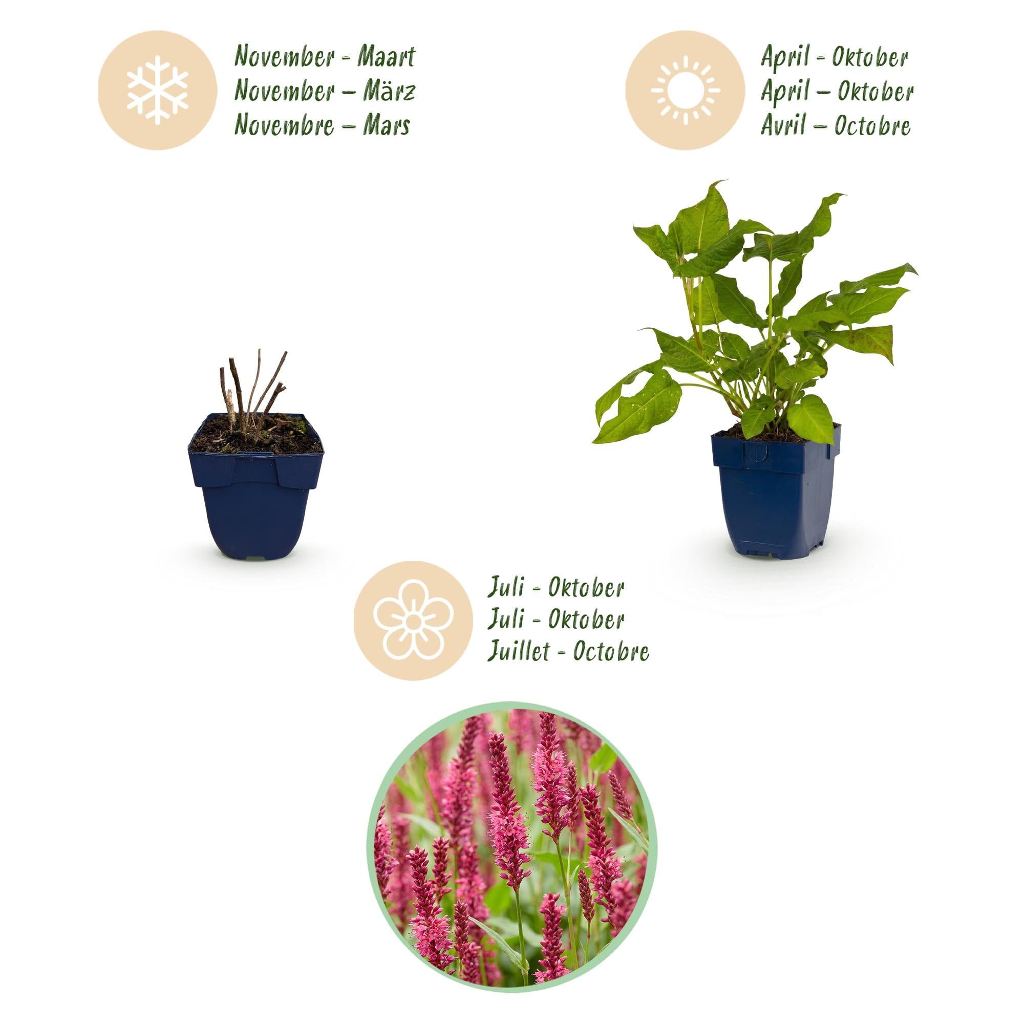 Green boutiQ - Plante vivace - Persicaria amplexicaulis - Renouée - Attire les abeilles et les papillons - Rouge - 24 Plantes - Pot 11cm - Hauteur 15-25cm