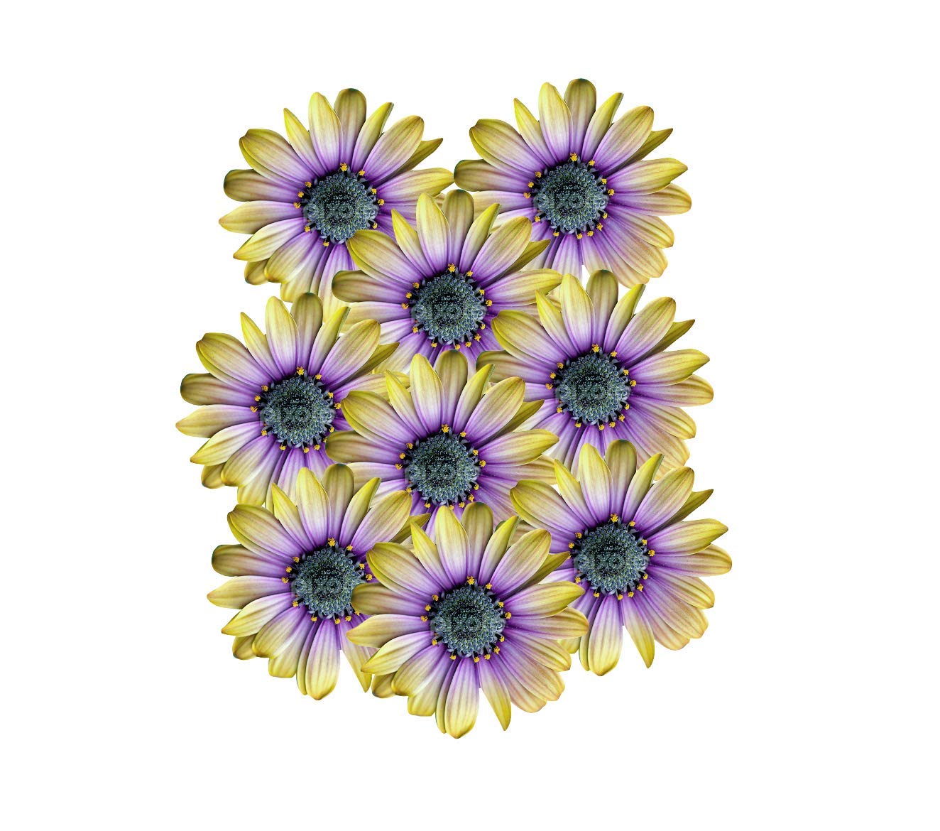 Golden Hills Farm® (AVG 300-3000) seeds African Daisies Flower Seeds (B085S74WZN) Amazon Price History, Amazon Price Tracker