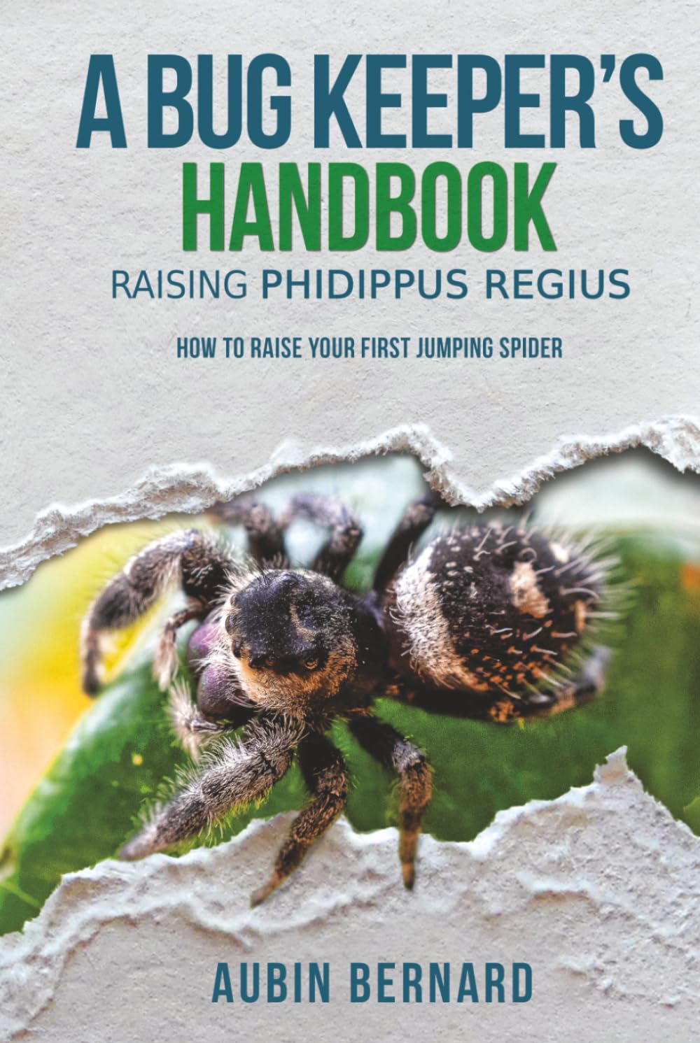 A Bug Keeper's Handbook - Raising Phidippus regius: How to raise your first jumping spider      Hardcover – June 24, 2025