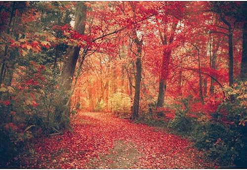 OERJU Telón de fondo de bosque de arce otoñal de 7 x 5 pies, otoño, puesta de sol, bosque, camino, hojas rojas, camino, paisaje natural, fotografía, disponible en Yaxa Peru