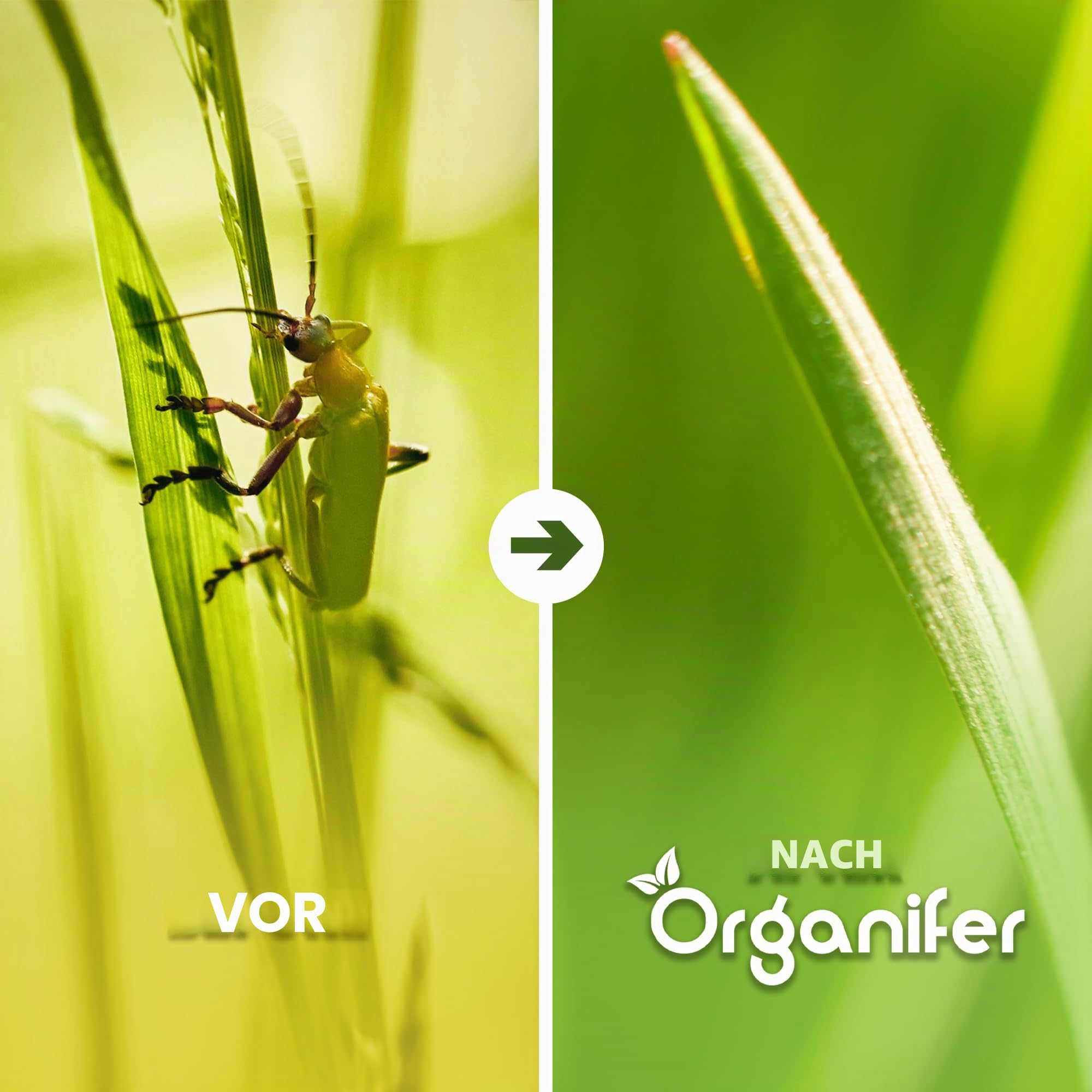 Grass Insects Konzentrat - 5L = 1250m2 | Verwendung Bei Englingen - Emelten - Organifer