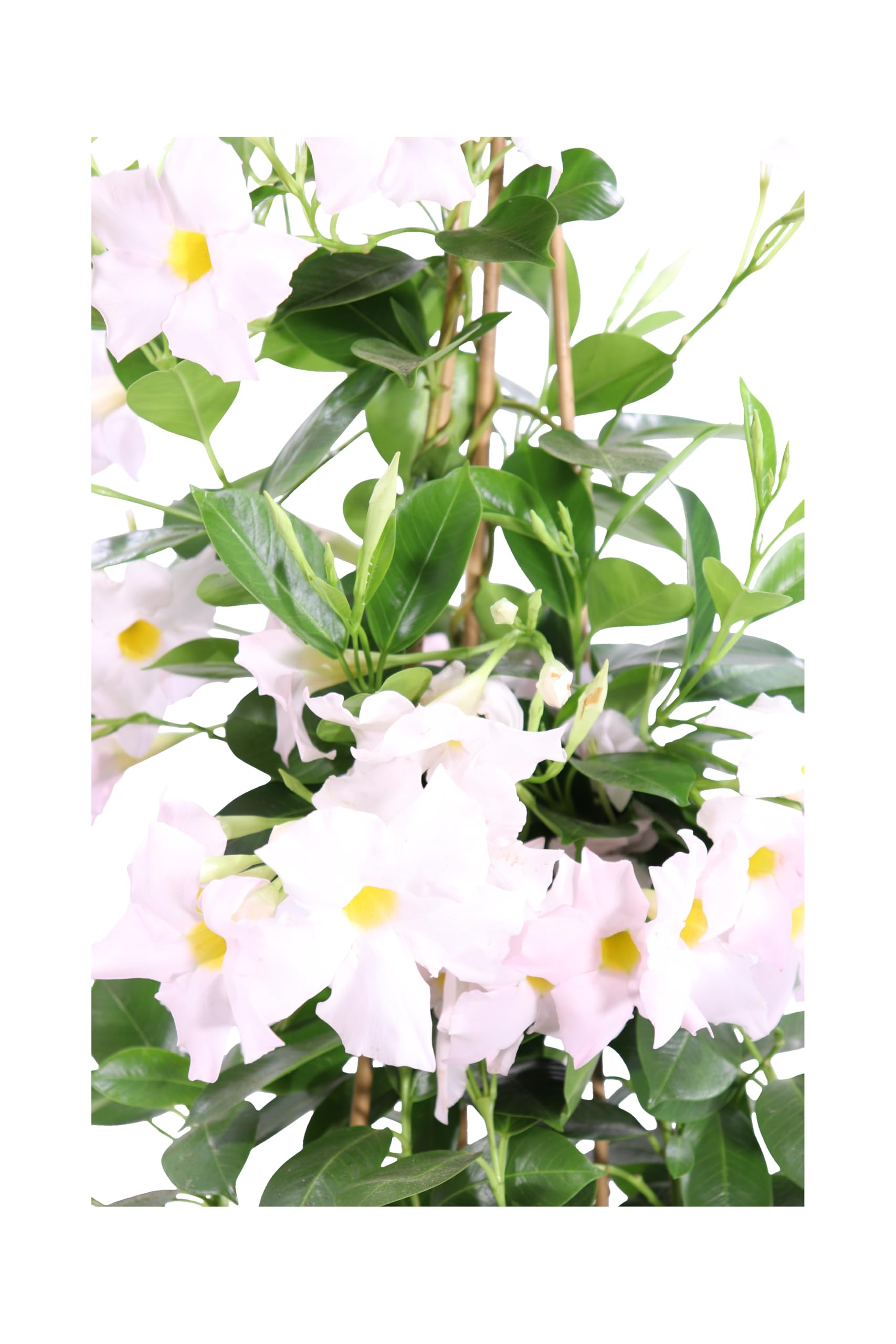 Pianta di Dipladenia pianta rampicante di Dipladenia pianta da esterno pianta ornamentale pianta vera di Dipladenia venduta da eGarden.store (Vaso 17 cm - Bianco)