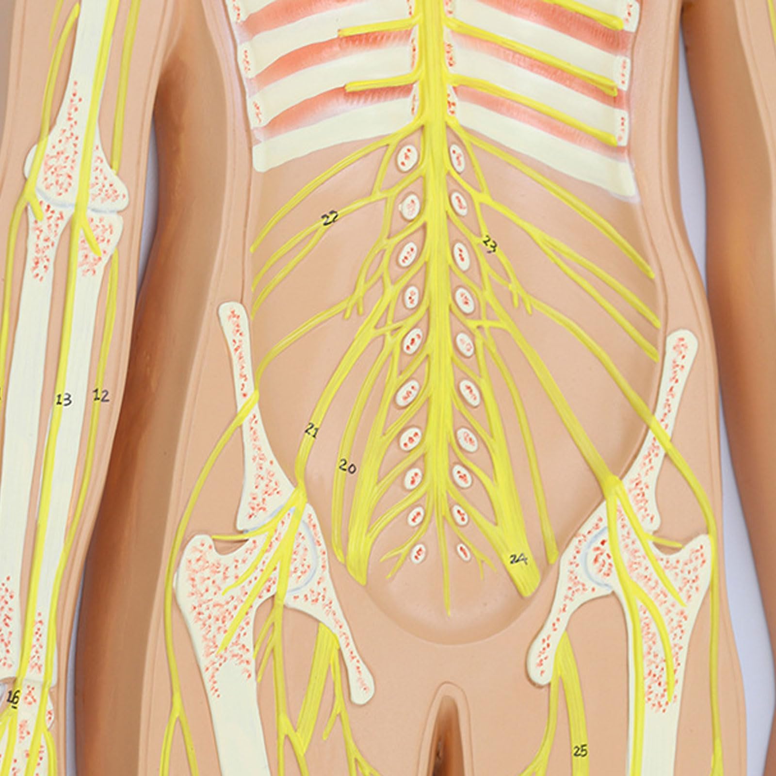 Modelo del Sistema Nervioso Humano, Anatomía Cerebral, Nervios Espinales, Modelos Anatómicos del Esqueleto, Herramienta De Enseñanza Médica, Equipo Educativo.