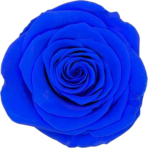 Vista 35 de Cabeza de rosa preservada de grado A de 5 a 2.4 in, cabeza de rosa real, cabeza de rosa eterna, cabeza de rosa natural, cabezas de rosa que duran