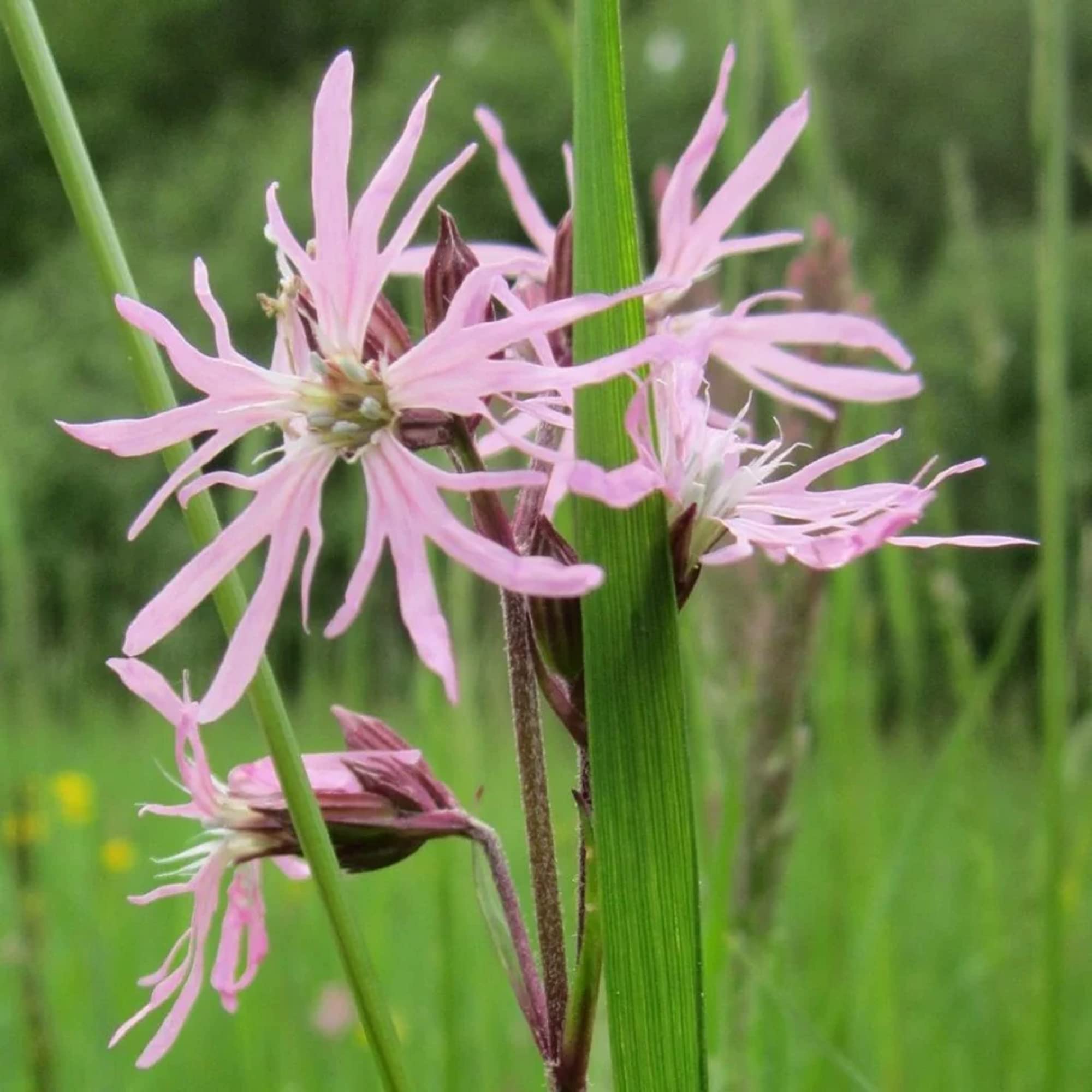 Blusa Portugal Rosado Palo De Rosa Ragged RAGGED