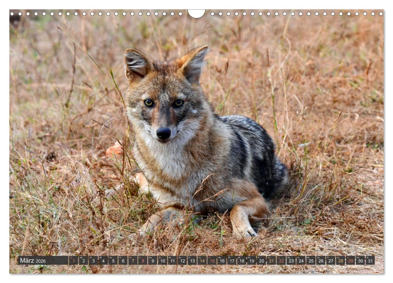 Tiere Indiens close up (Wandkalender 2026 DIN A3 quer), CALVENDO Monatskalender: Auge in Auge mit Wildtieren Indiens