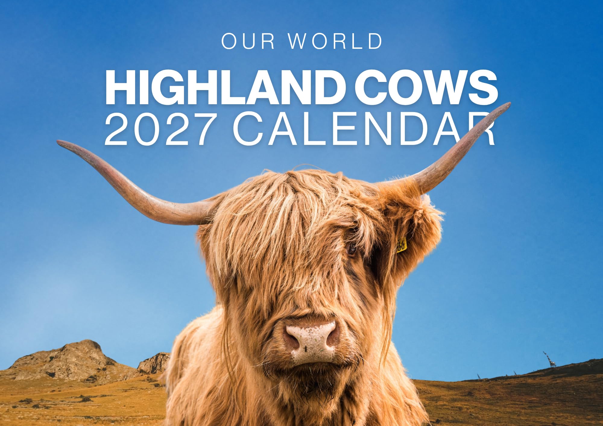 Highland Cow Calendar 2027, 12 Month Wall Calendar 2027 UK