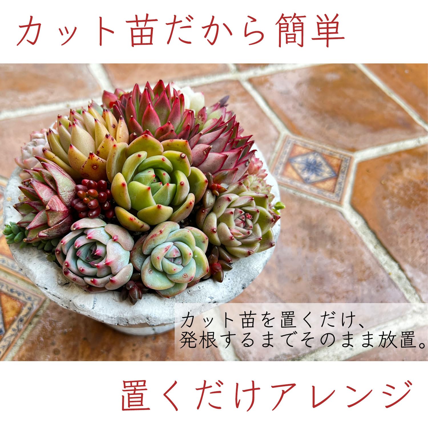 Amazon.co.jp: 【Succute】多肉植物 寄せ植え 韓国カット苗
