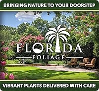 Vista 4 de Dwarf Burford Holly 12 plantas vivas de tamaño cuarto de galón Ilex Burfordi Evergreen Hedge Red Berries Shrub Tree