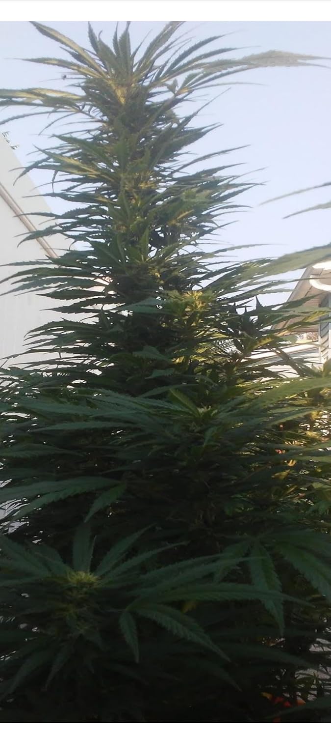 Outdoors Growing and Self-Sustainability in the Era of Legalization: Permaculture Pot and Other Chapters That Will Challenge The Way You Think About Cannabis      Kindle Edition