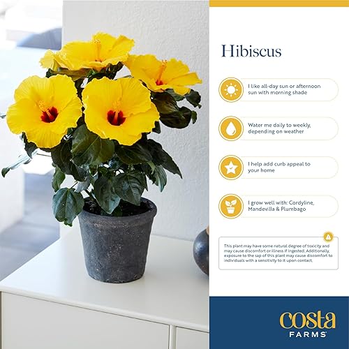 Miniatura 7 de Costa Farms - Planta viva, Hibiscus, premium, para exterior