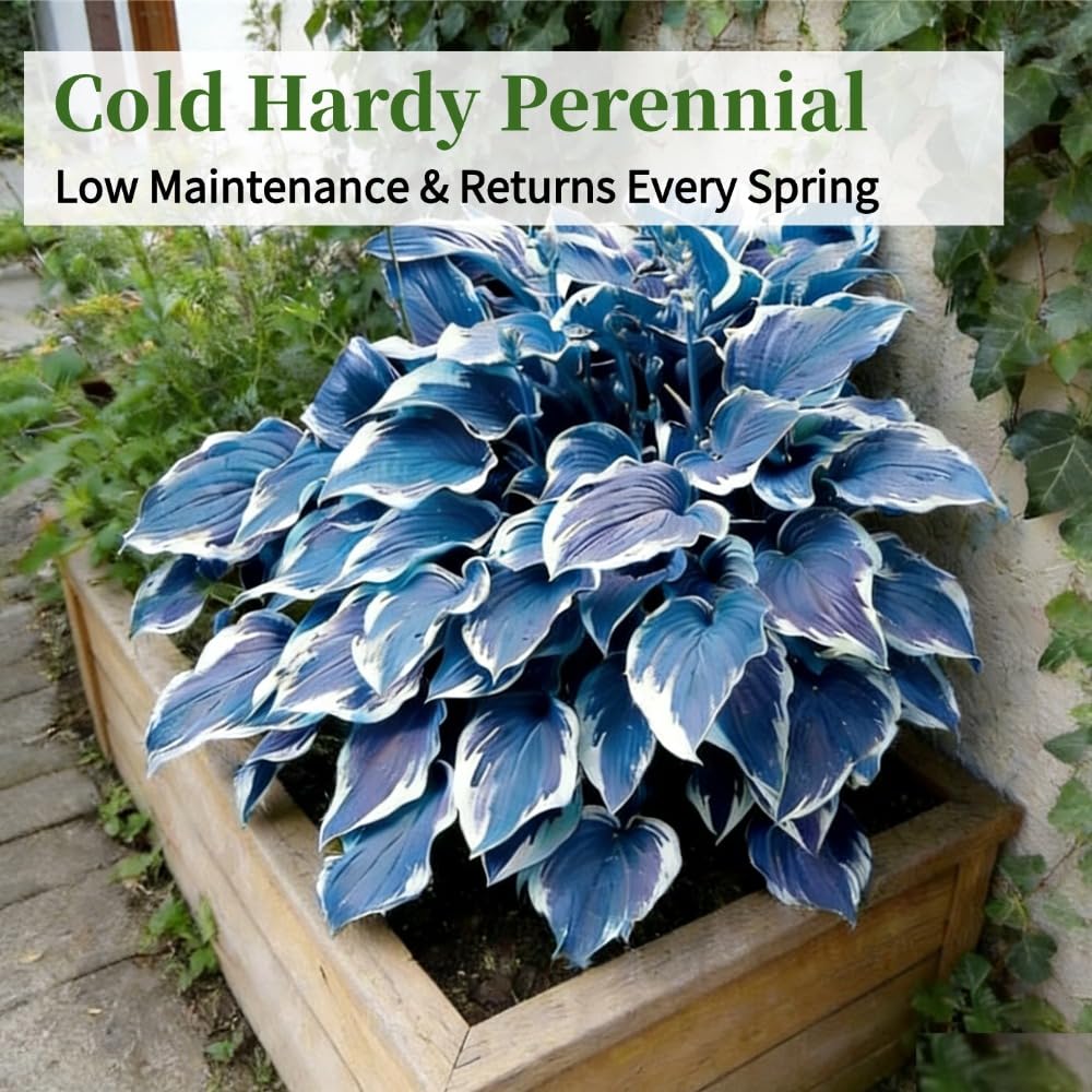 Hosta Seeds, Blue Hosta Seeds for Planting, Perennial Blue Hosta Flowers, Shade-Loving Ornamental Ground Cover for Garden, Patio, Indoor & Outdoor, 100Pcs - 3