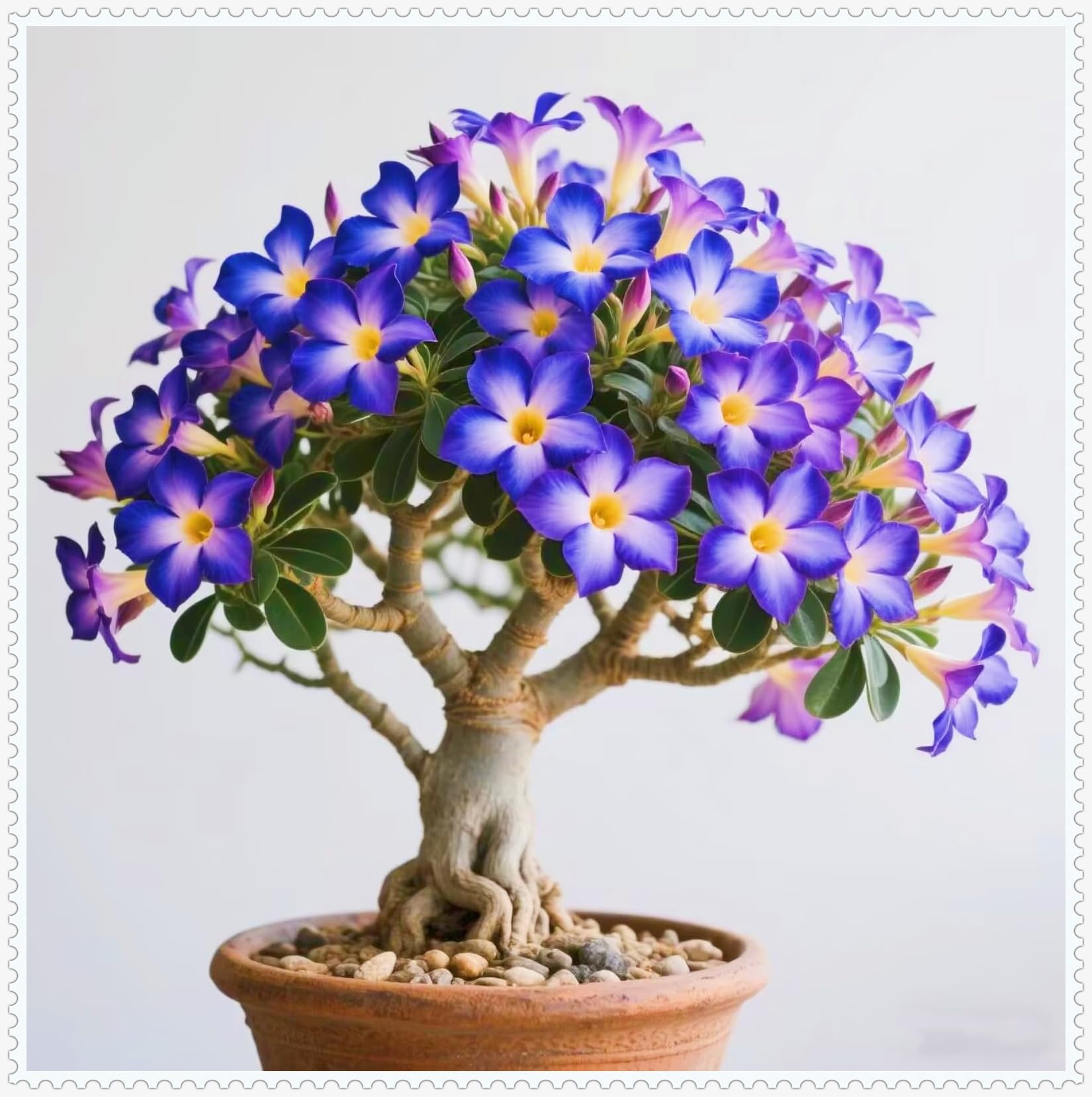 Elegant Desert Rose Bulbs – Hardy Perennial Plants Ready for Planting in UK Gardens/Hardy Perennial/Excellent Display-3 Bulbs-E