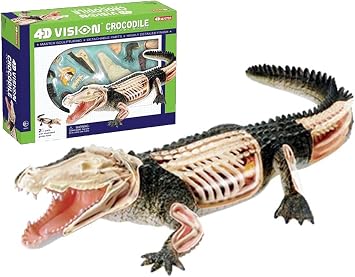 4D Vision Crocodile Anatomy Model,Detachable Organ Model 26 Components,Medical Training Animal Organ Models, Animal Model