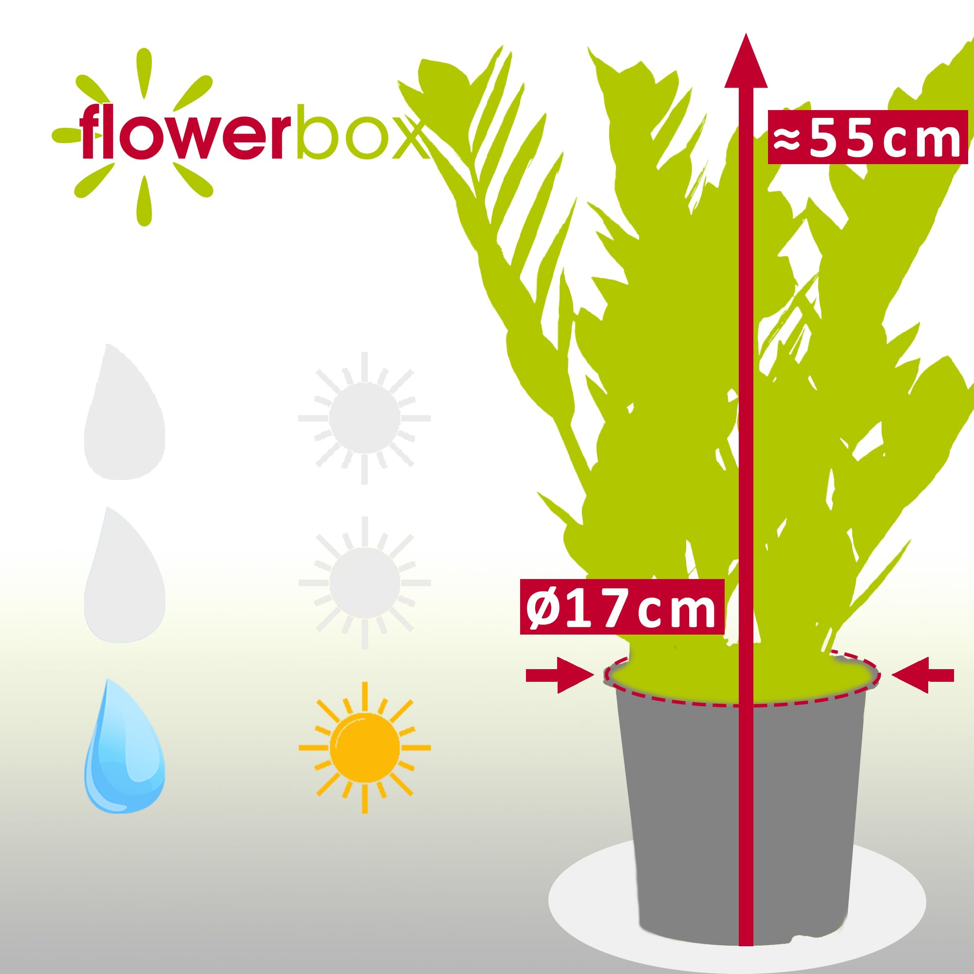 Glücksfeder - pflegeleichte Zimmerpflanze, Zamioculcas zamiifolia 3+ - Höhe ca. 55 cm, Topf-Ø 17 cm
