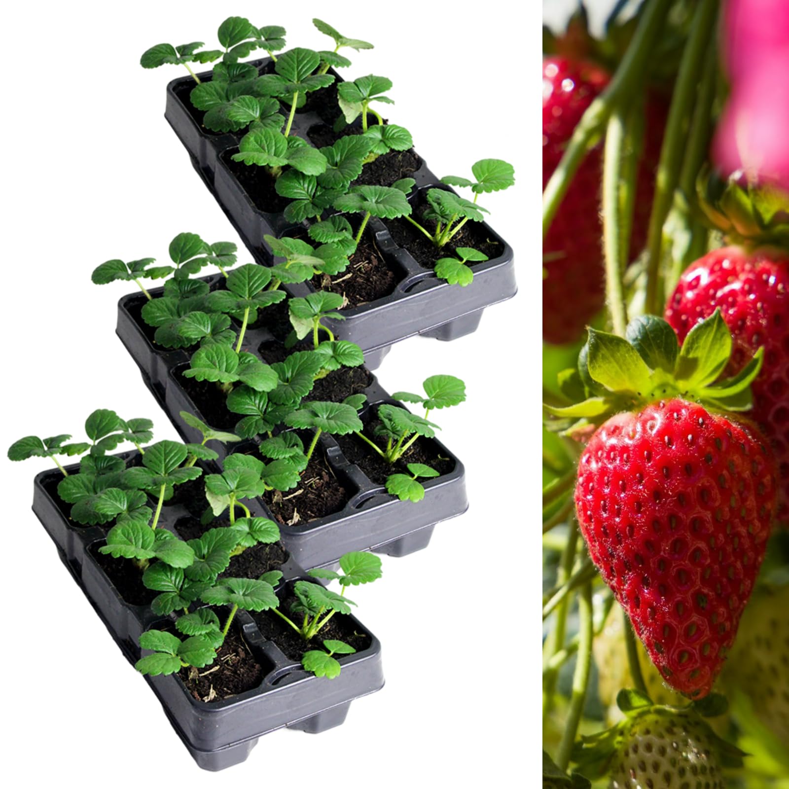 Carbeth Plants Strawberry Summer Breeze Fruit Plant 3 x 6 Pack