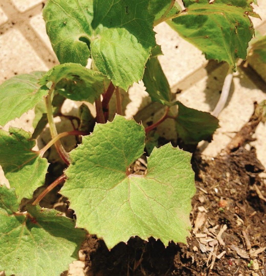 Amazon.co.jp: 野菜球根フキ 1株入 苗の球根 ふきのとう苗地下茎 山菜 