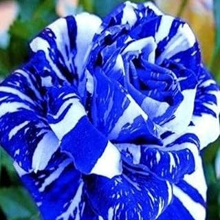 Saterkali Semillas de rosas, 100 Unids/bolsa Semillas de rosas Raras Prolíficas Plantas de jardín de bonsái azules Semillas de flores para balcón Semillas de rosa