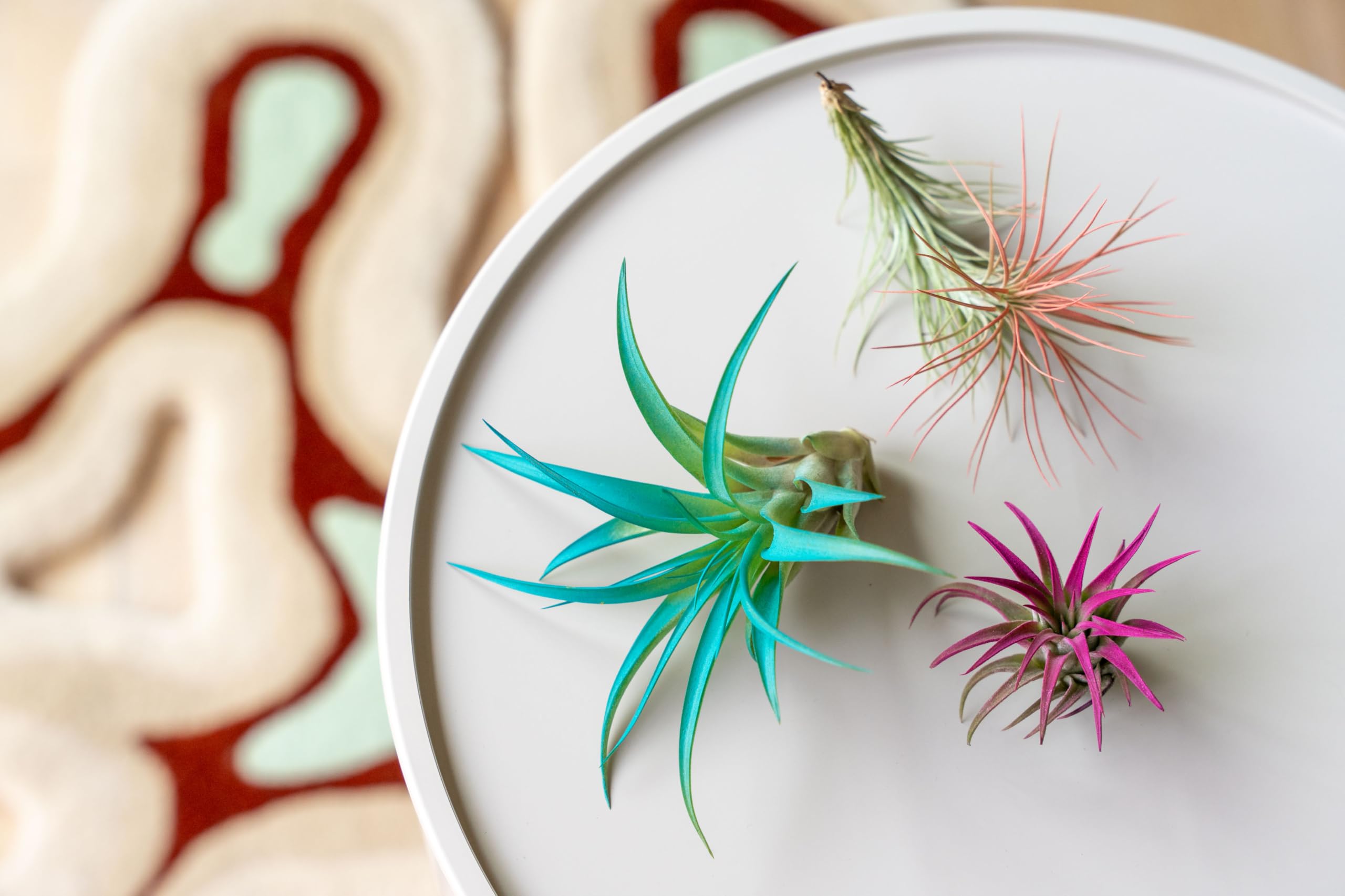 Amazon.com : Bright Green Colorful Tillandsia Air Plants -Long Lasting  Color Enhanced Live Tillandsia Succulent House Plants -Home and Garden  Decor -Easy Care Indoor/Outdoor Plants (Argentea Thin, Pack of 3) : Patio,