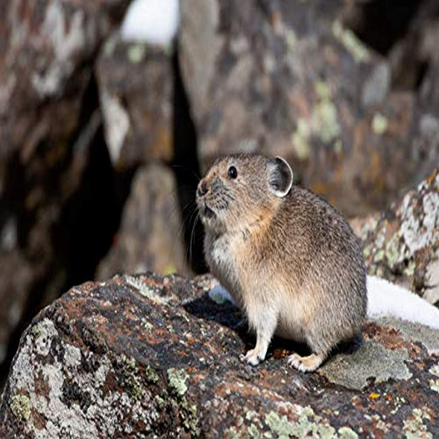 Posterazzi PDDUS51EGO0250LARGE Park Narodowy Yellowstone, American Pika siedząca na głazie wydruk fotograficzny, 36 x 24, wielokolorowy