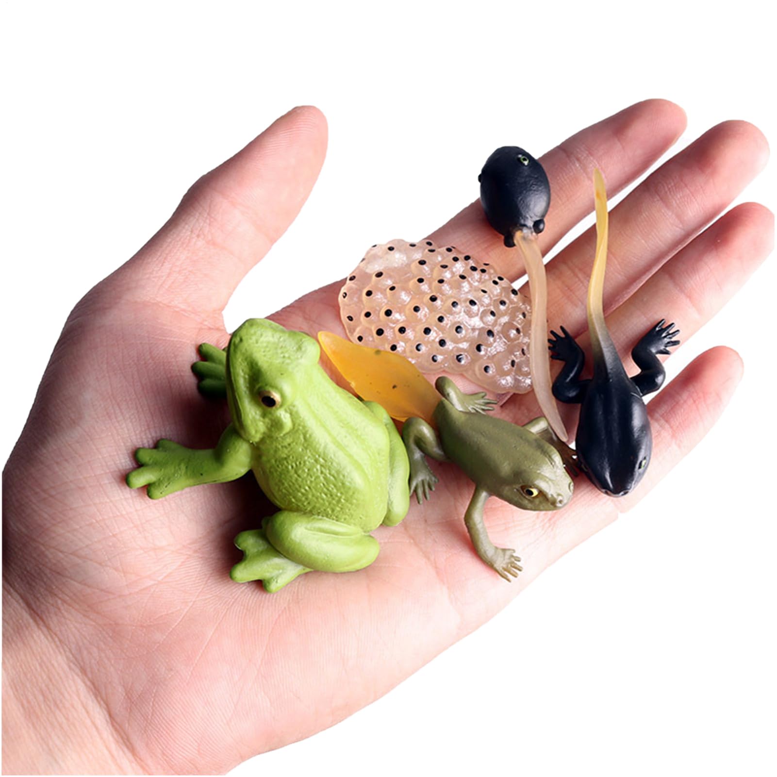Frog Development Set – Realistic Amphibian Life Stage Models, Science Learning Tool For Children | Illustrates Metamorphosis Process, Educational Kit For Classroom, Homeschool, Early STEM Study