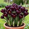 Perennial Crocus for Planting, Rare and Beautiful Saffron Bulbs in Bulk,Planting for Stunning Garden Displays【Nyugs】-8 Bulbs-C