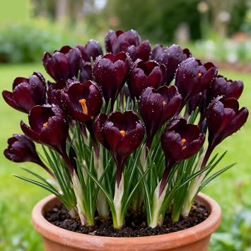 Perennial Crocus for Planting, Rare and Beautiful Saffron Bulbs in Bulk,Planting for Stunning Garden Displays Nyugs -8 Bulbs-C