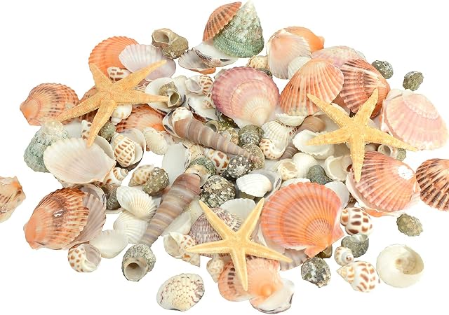 120 PCS Sea Shells Mixed Beach Seashells 12 Kinds of Shells Colorful Seashells with Starfish for Home Decoration, DIY Crafts, Fish Tank and Vase Filler (Multi)-350g