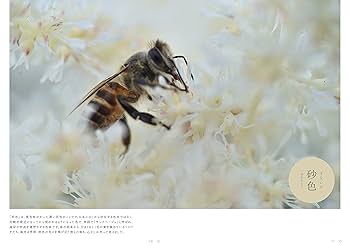 日本の色 写真集 講談社 四季彩図鑑 〜写真でつづる日本の伝統色 : らららSHOP Yahoo!店