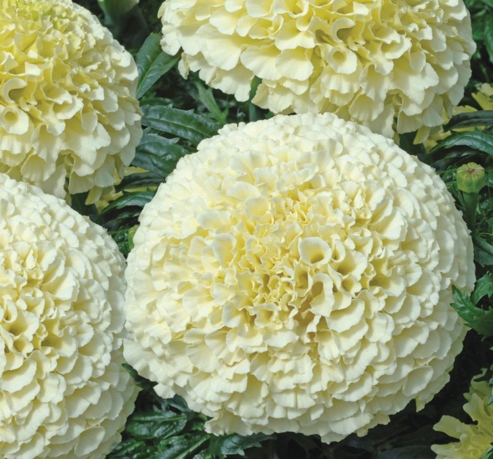M-Tech Gardens Flowers Seeds Marigolds Erecta White from Ukraine 30 SeedsMARIGOLD20-picture-11
