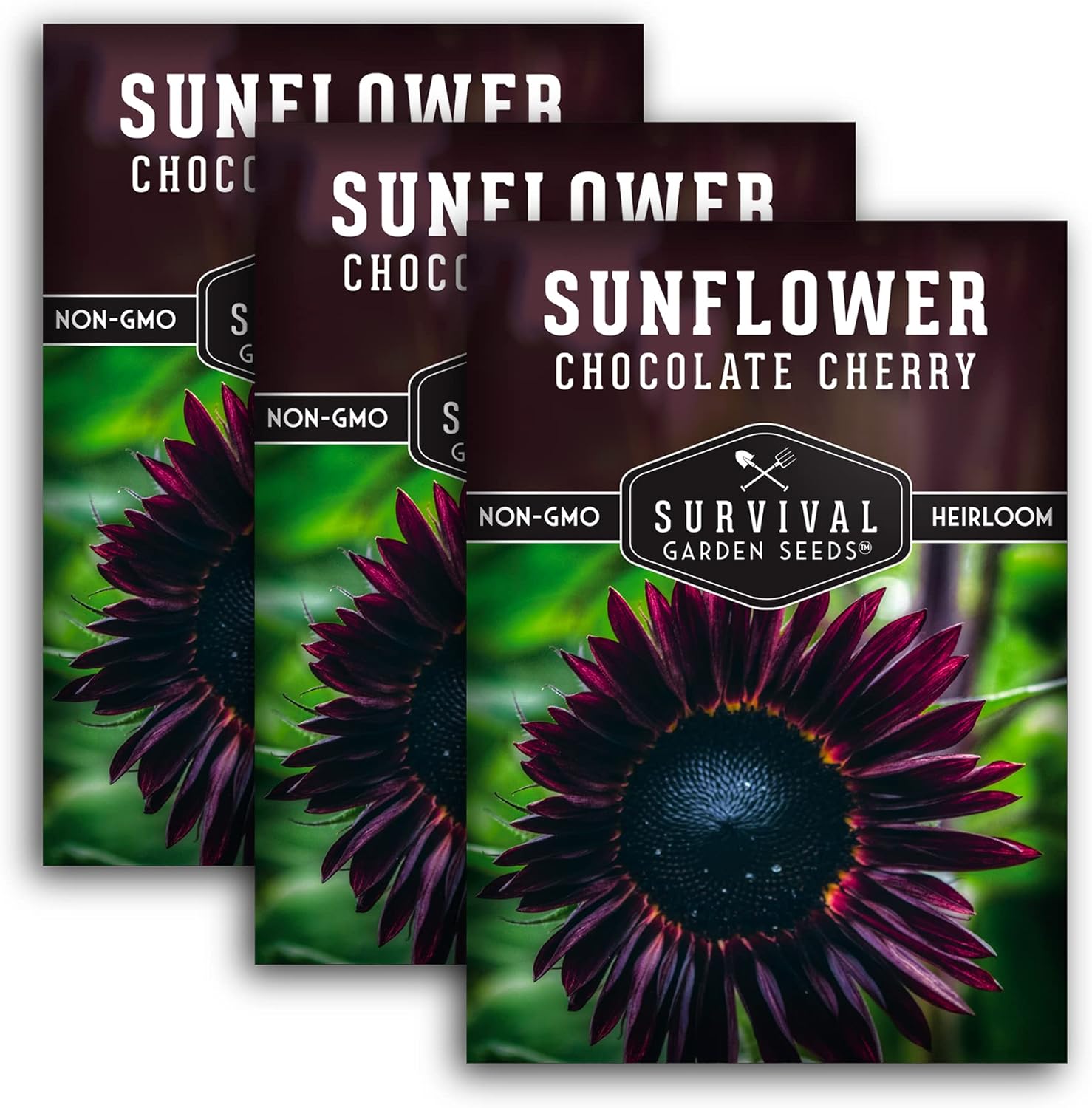 Survival Garden Seeds Chocolate Cherry Sunflower Seed for Planting 3 Packets