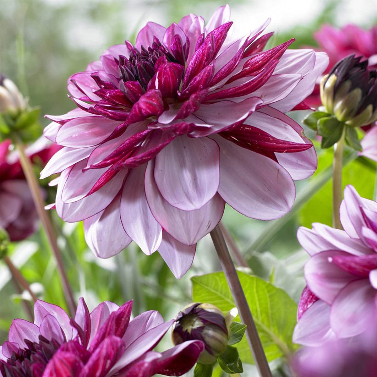 Van Zyverden Creme De Cassis Dahlias