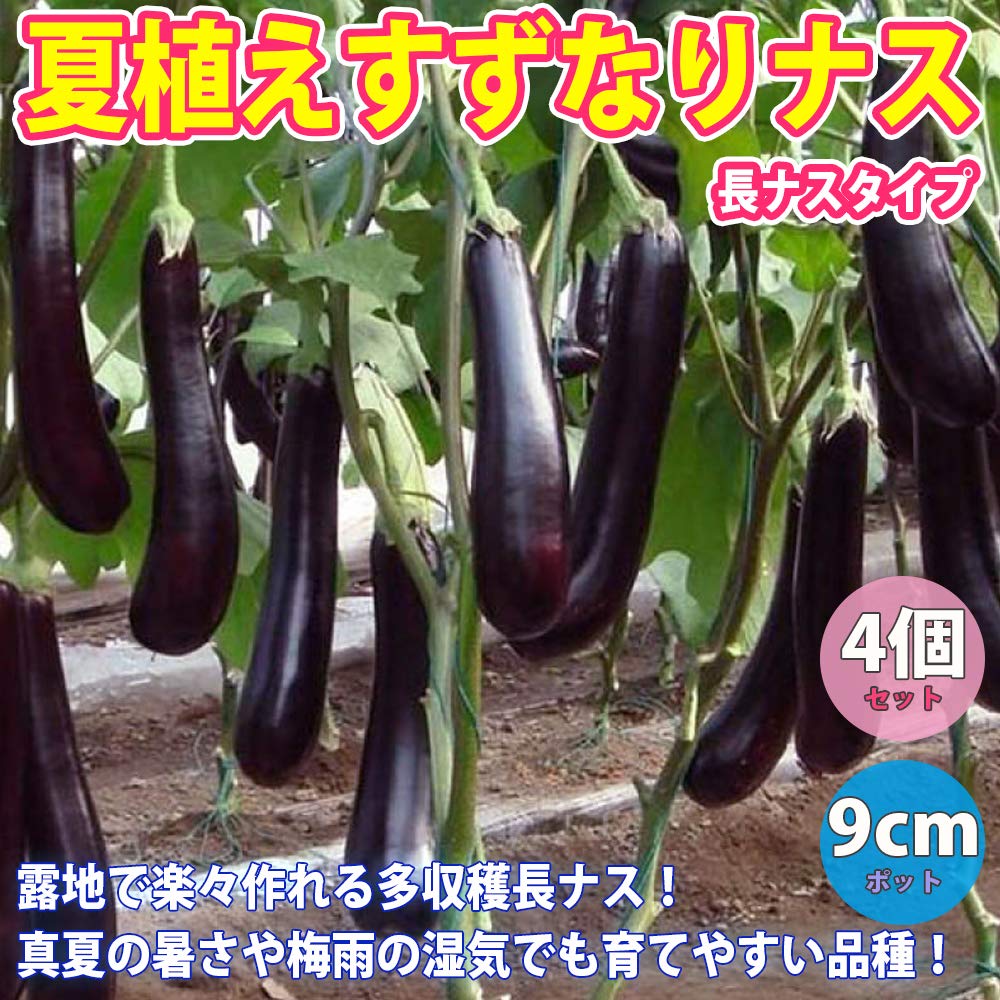 Amazon.co.jp: ナス苗 夏植えすずなりトロトロなすの苗(長ナスタイプ