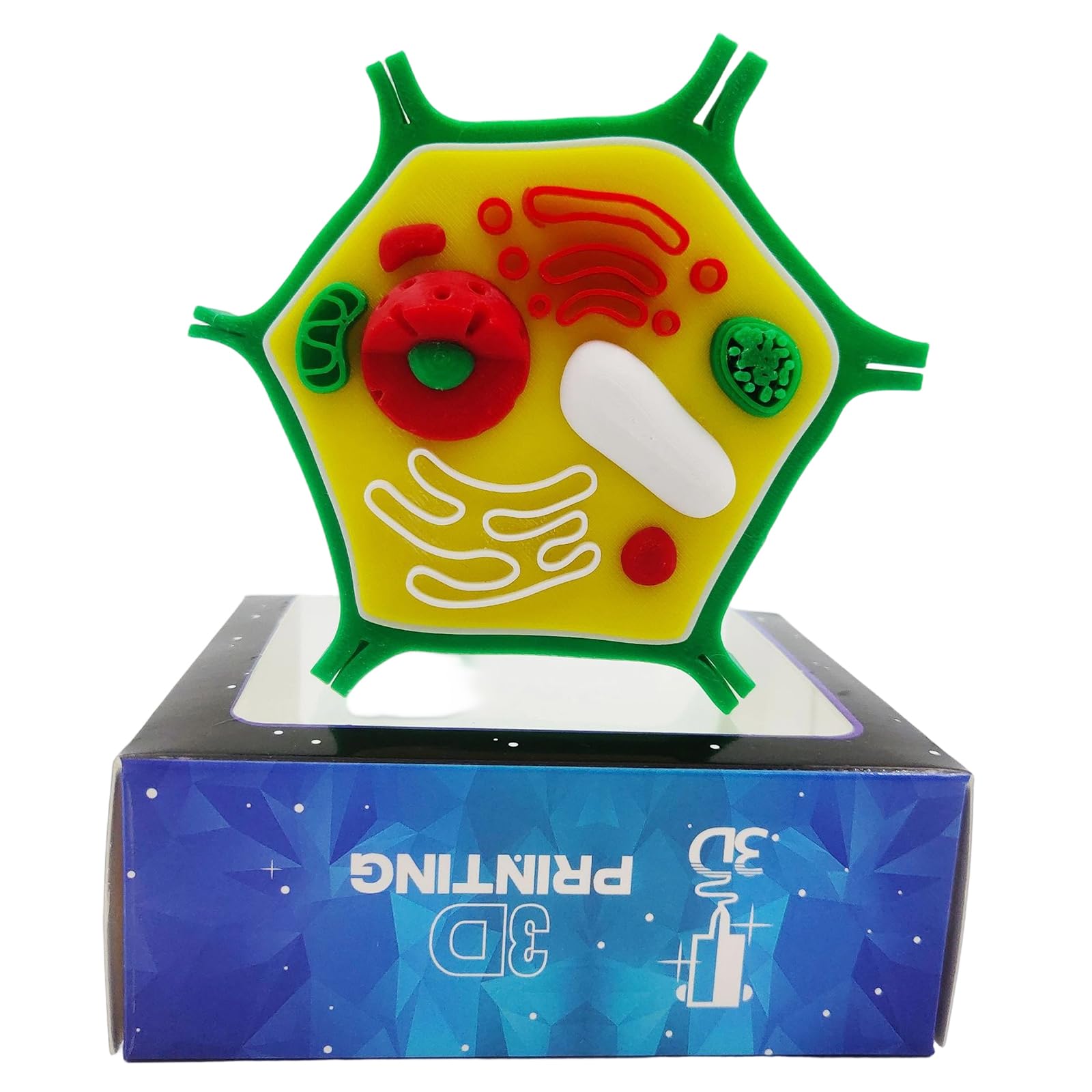 Modello anatomico di cellule animali e vegetali Biologia Aiuto didattico per dimostrazione didattica in classe Modello cellulare animale ingrandito