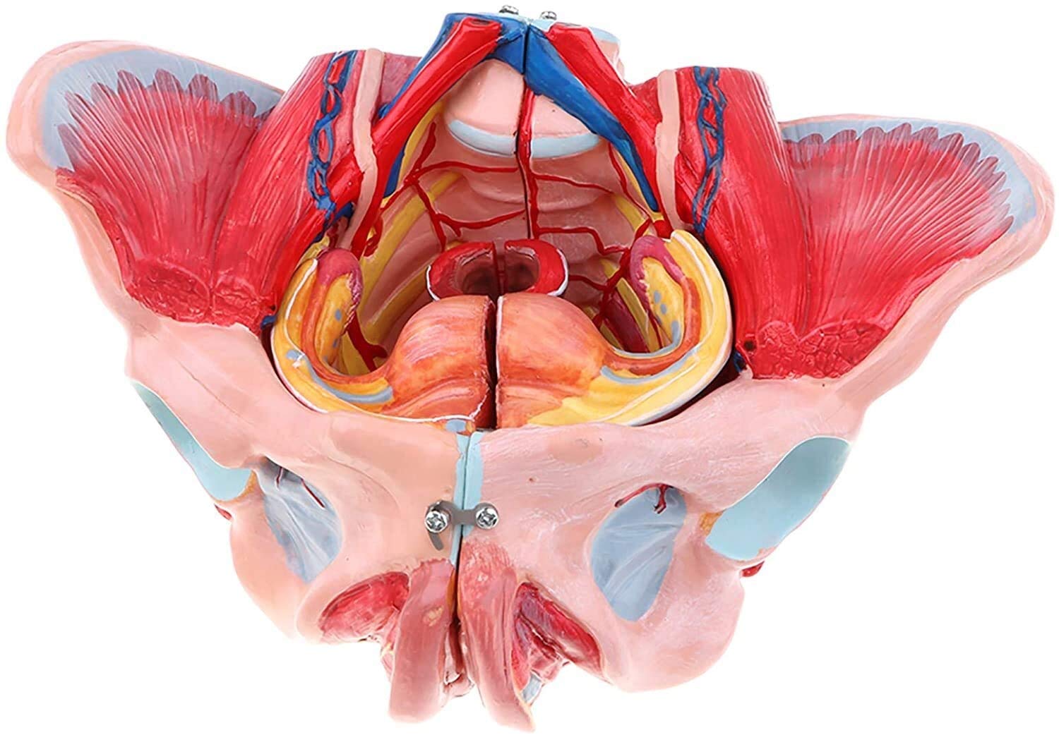 Model Szkieletu Miednicy Żeński, Model Anatomii, Żeński Pas Miednicy, Model Mięśni Dna Miednicy, Model Anatomiczny Żeński, Miednica, Trening Ginekologii, Doktor, Model Anatomiczny