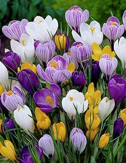Sponsored Ad - Mixed Giant Crocus - 25 Bulbs - Assorted Colors by Willard & May