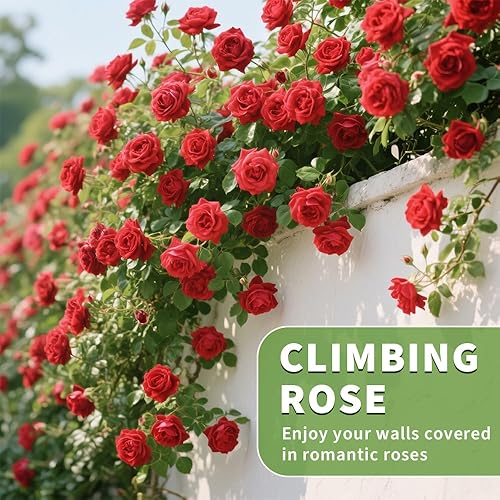 Miniatura 2 de Mezcla de semillas de tomillo rastrero para plantar, semillas de reliquia de Thymus Serpyllum para jardines de rocas, a lo largo de bordes, vallas y