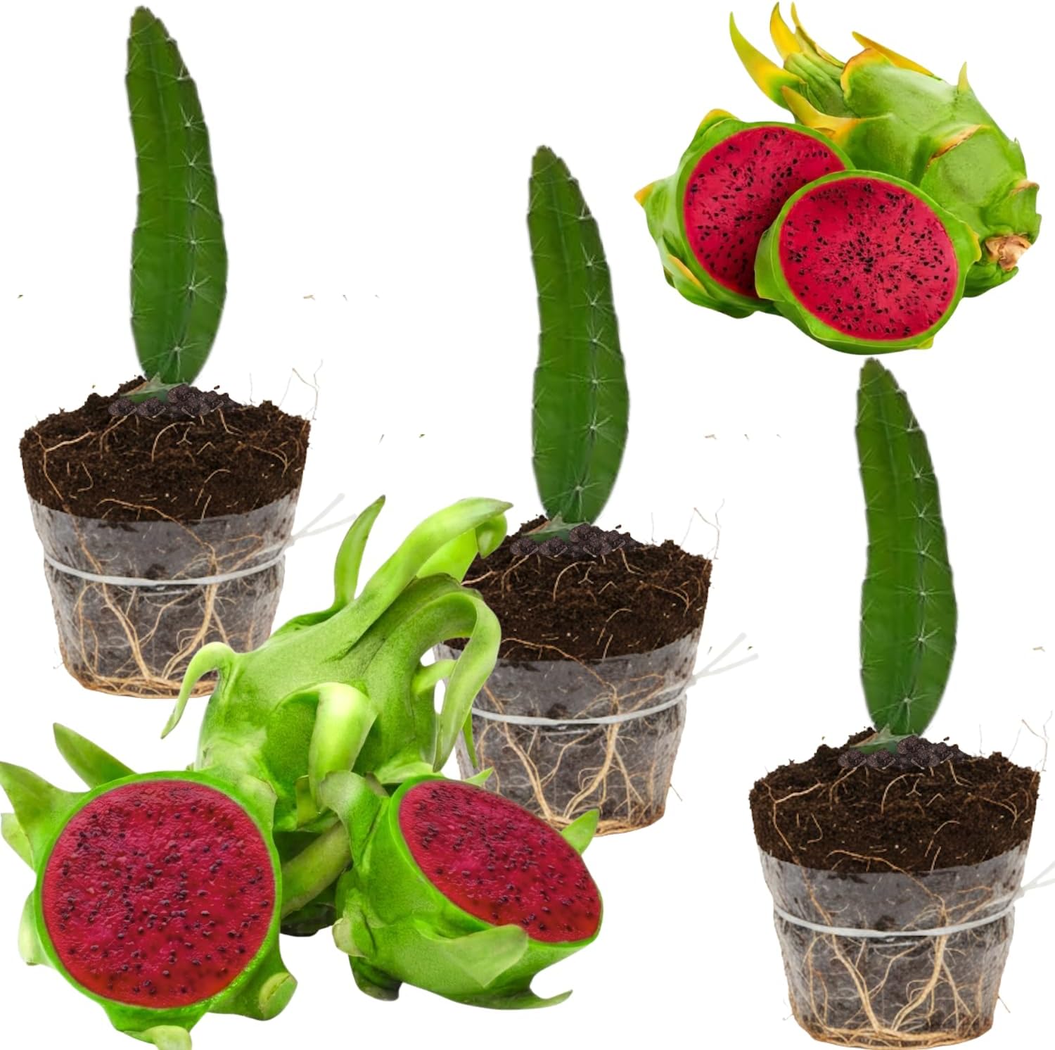 Set of 3 Mixed Dragon Fruit Plants Live, 4-7 Inches Tall, Tropical Dragonfruit Cactus Tree for Outdoor Spring Growing