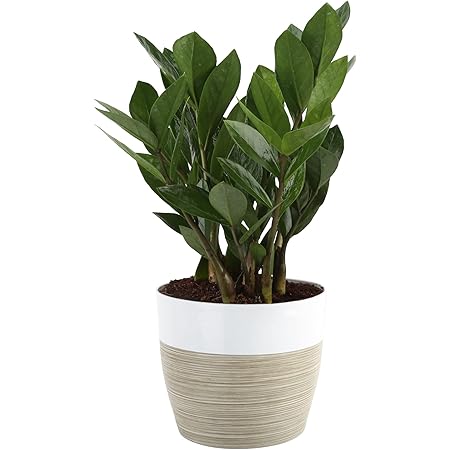 Costa Farms ZZ, Zamioculcas zamiifolia, Indoor Plant in Planter, Great Room Decor 12-Inches Tall, White-Natural Décor Planter