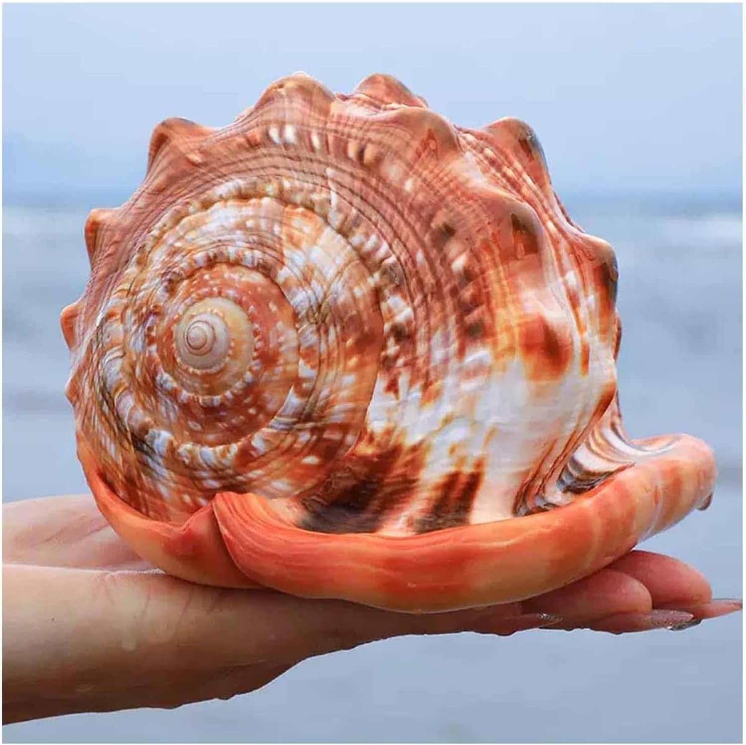 Large conch, Large Natural Sea Shells for Landscape Aquarium Home Floor Decoration Ornaments(13~13.5cm)