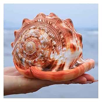 インテリア 大型 貝殻 巻貝 25cm~30cm弱 本物 2つセット 71R7IFT0wfL._UF350,350_QL50_.jpg