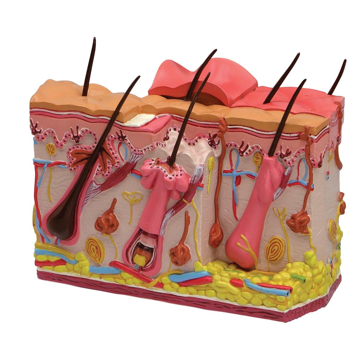 GPI Anatomicals W33372 model skóry normalny i oparzeń, 1019569