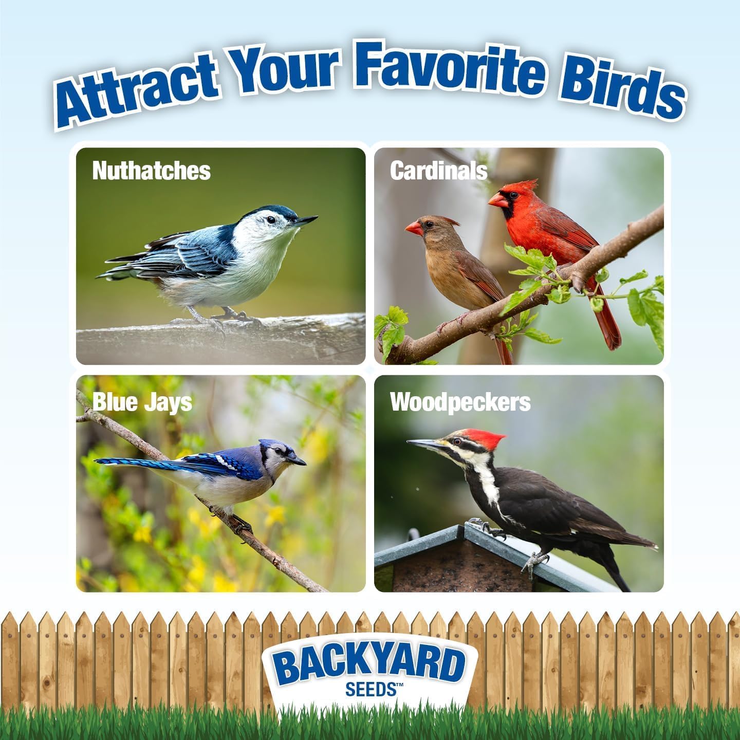 Backyard Seeds Shelled Peanut Pickouts 25lbs - Premium Skinless Peanuts for Wild Birds & Squirrels, No Waste, High Protein