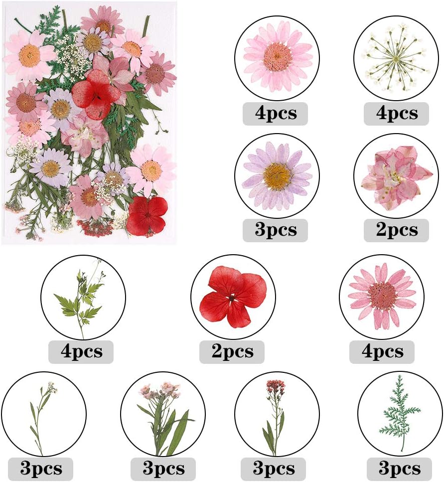 ruggito 140 Pcs Natural Pressed Dried Flowers and Green Leaves - Image 3